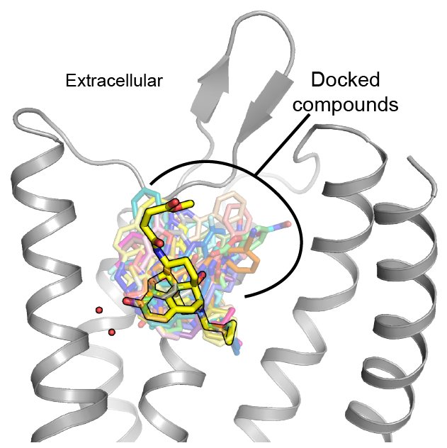Opioid receptor with agonist