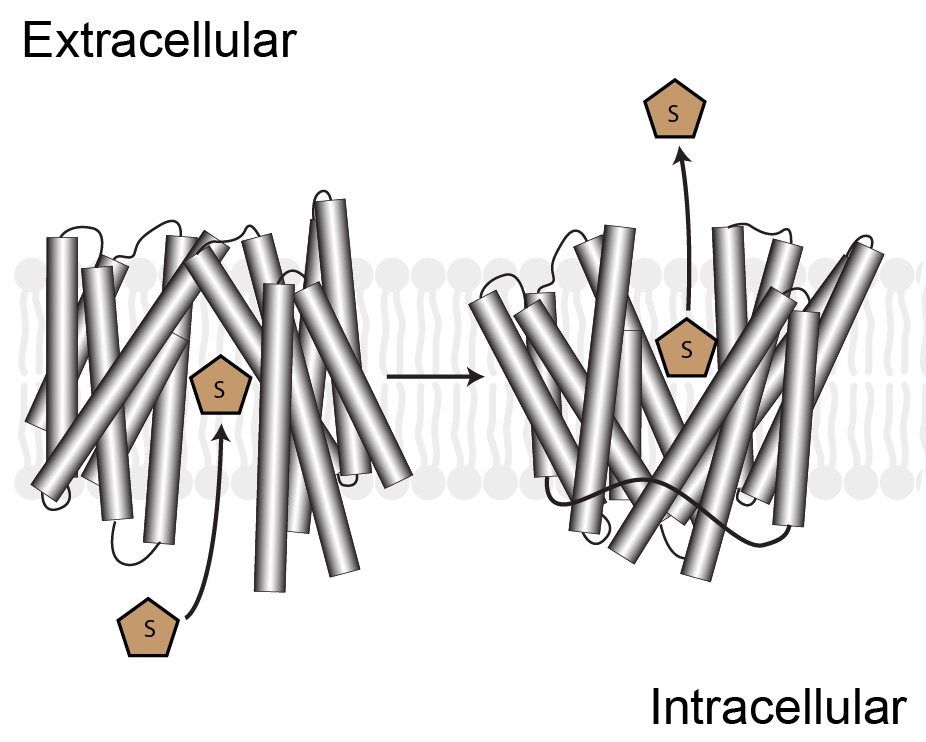 Transmembrane transporter